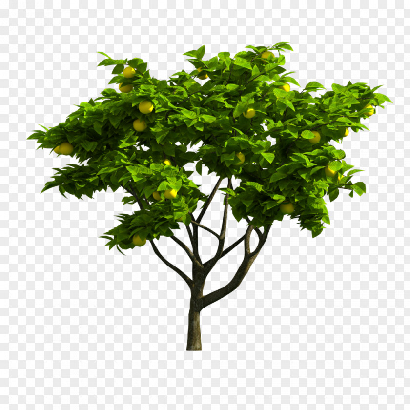 Realtree Vector Branch Tree Image Adobe Photoshop PNG