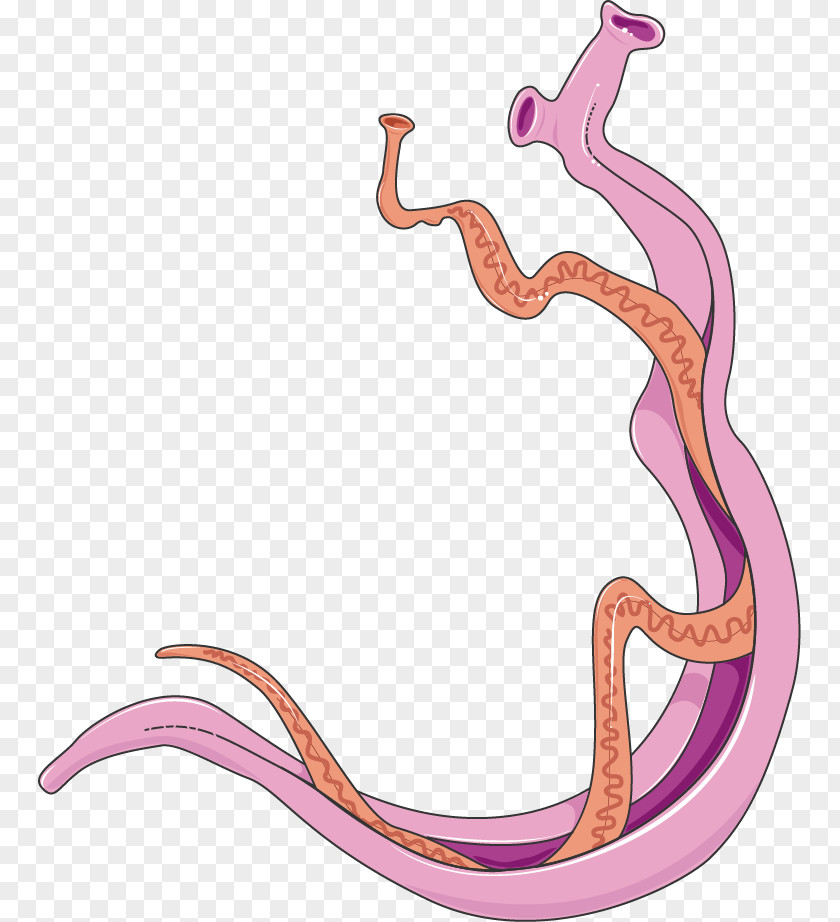 Schistosoma Mansoni Haematobium Schistosomiasis Cercaire Flukes PNG