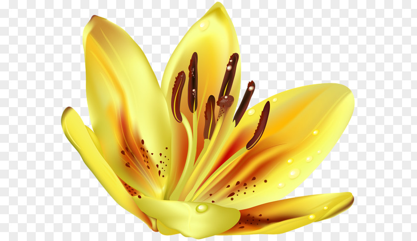 Yellow Branch Art Clip PNG