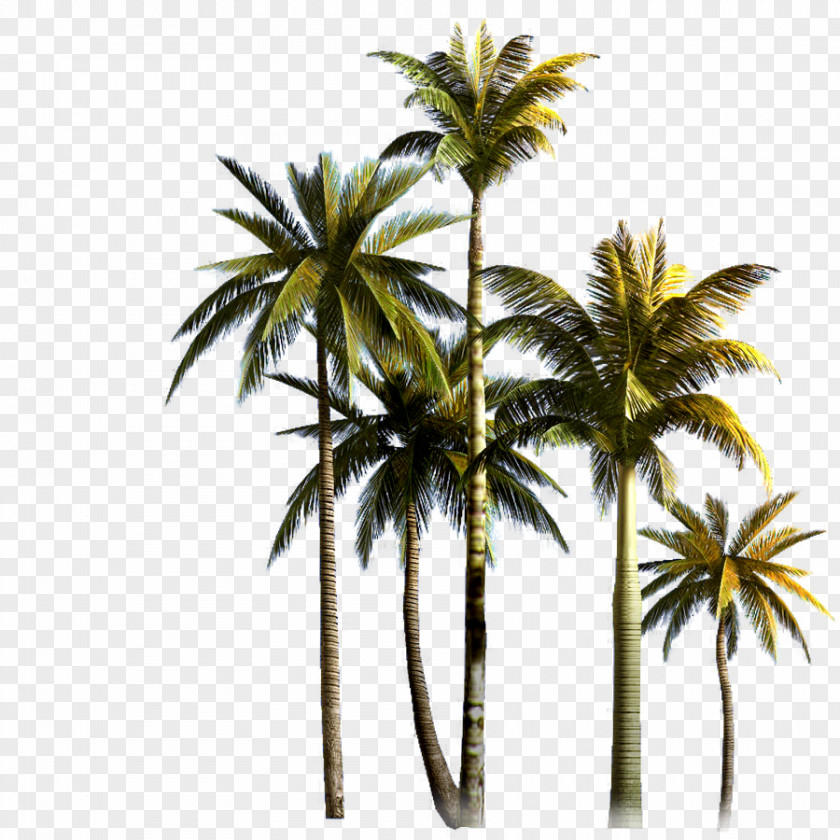 Coconut Grove Tree Asian Palmyra Palm Euclidean Vector PNG