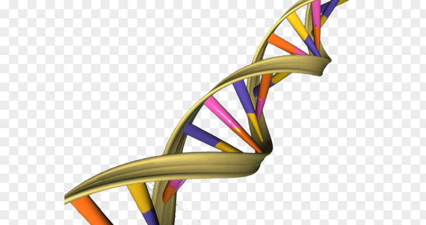 Double Helix The Helix: A Personal Account Of Discovery Structure DNA Nucleic Acid A-DNA Genome PNG