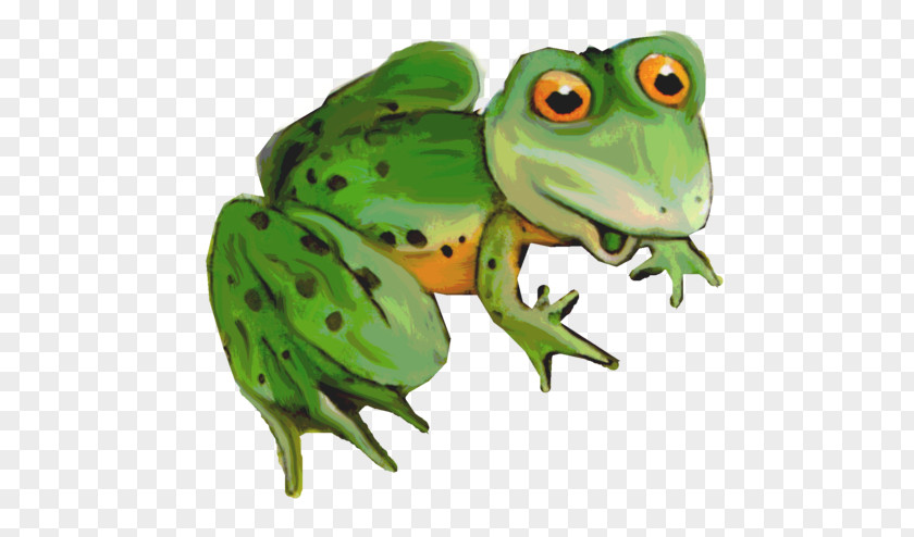 Frog American Bullfrog Toad Amphibians Le Prince Grenouille PNG