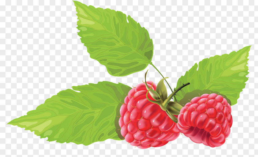 Juice Blue Raspberry Flavor Berries Clip Art PNG