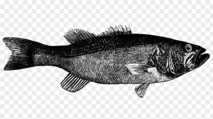 Perciformes Tilapia Fish Bass Products Bony-fish PNG
