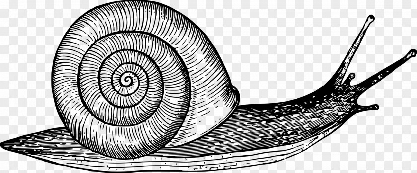 Snail Drawing Gastropod Shell Sketch PNG