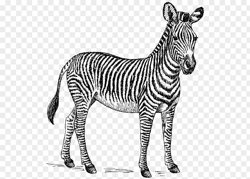 Zebra Black And White Zorse Clip Art PNG