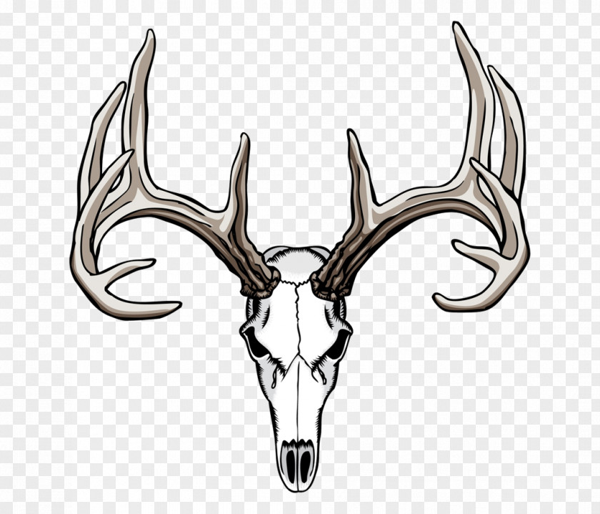 Deer White-tailed Elk Antler Clip Art PNG