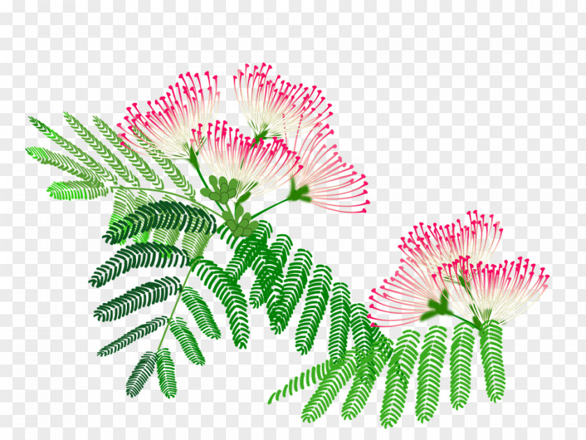 Flower Persian Silk Tree Monkey Pod Image Plants PNG
