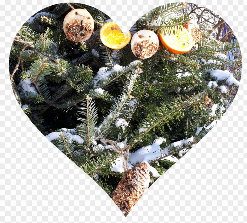 Heart Tree Fir Christmas Ornament Plant Pine PNG