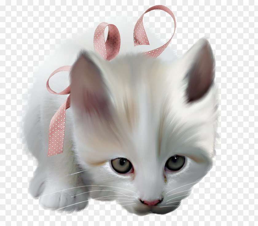 Kitten Whiskers Turkish Van Pink Cat Domestic Short-haired PNG