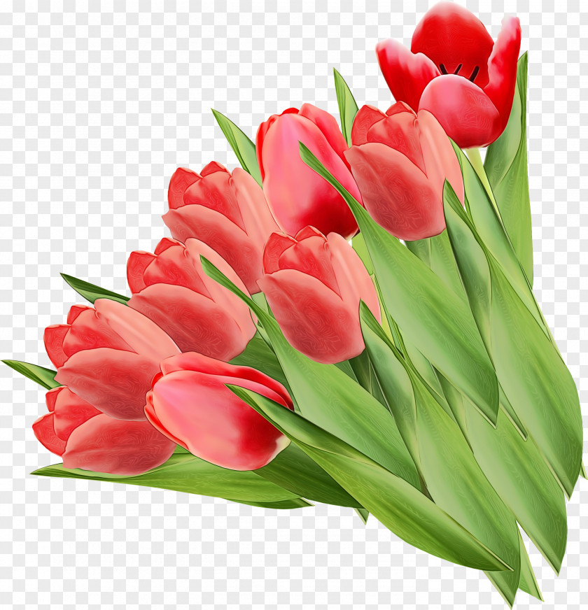 Plant Stem Lily Family Flower Flowering Tulip Petal Red PNG