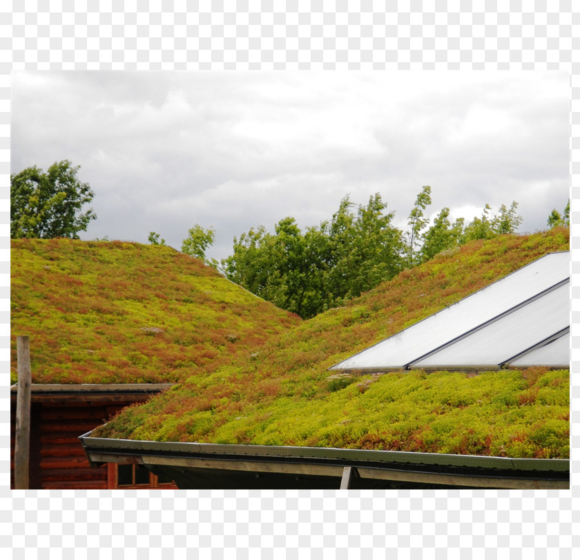 Sedum Roof Garden Zöldtetők Green Ecogrid PNG