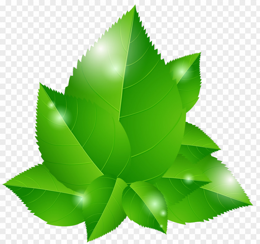 Vector Green Leaves Euclidean Leaf Blue Illustration PNG
