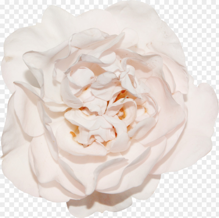 Vintage Roses Garden Cabbage Rose Google Images Floribunda PNG