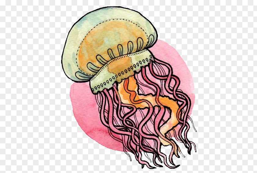 Watercolor Jellyfish Chrysaora Animal Transparency And Translucency PNG