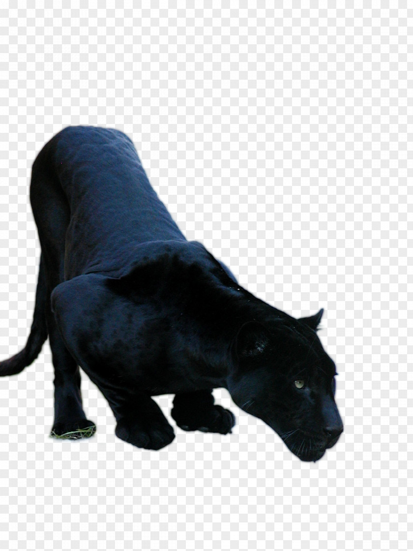 Black Panther Jaguar Cars XF Cougar PNG