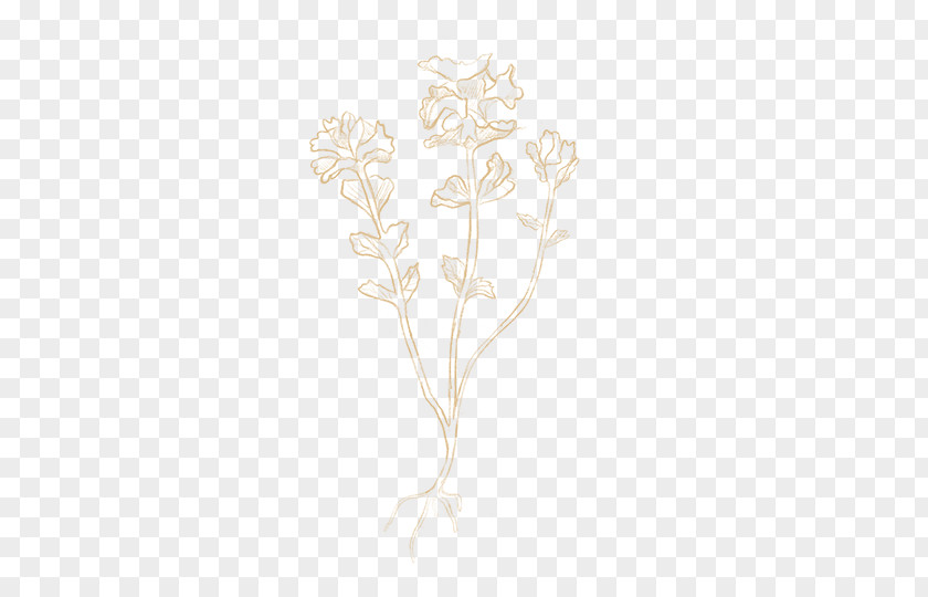 Design Drawing Floral PNG