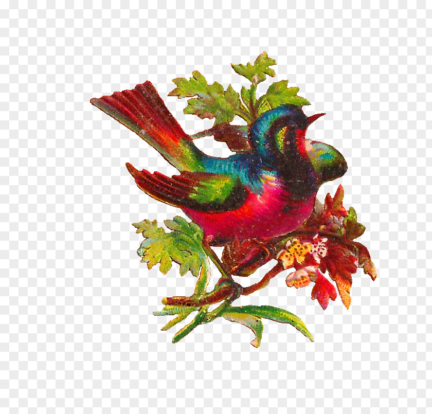 Graphics Of Roses Lovebird Parrot Clip Art PNG