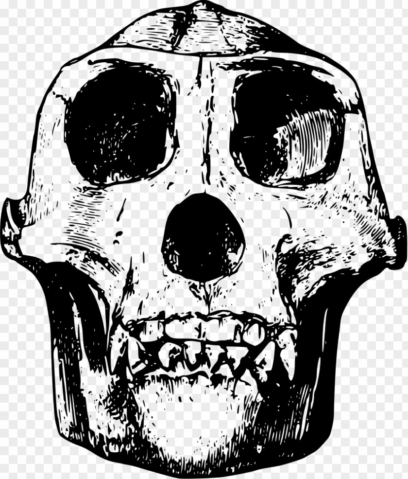 Skull Western Gorilla Orangutan Clip Art PNG