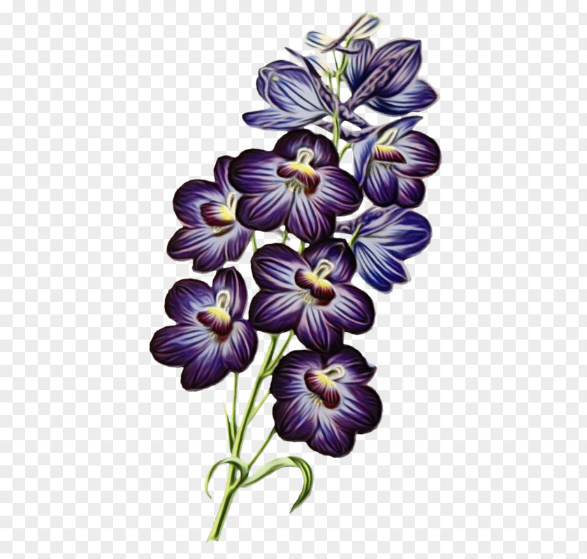 Violet Family Viola Flower Plant Purple Petal PNG