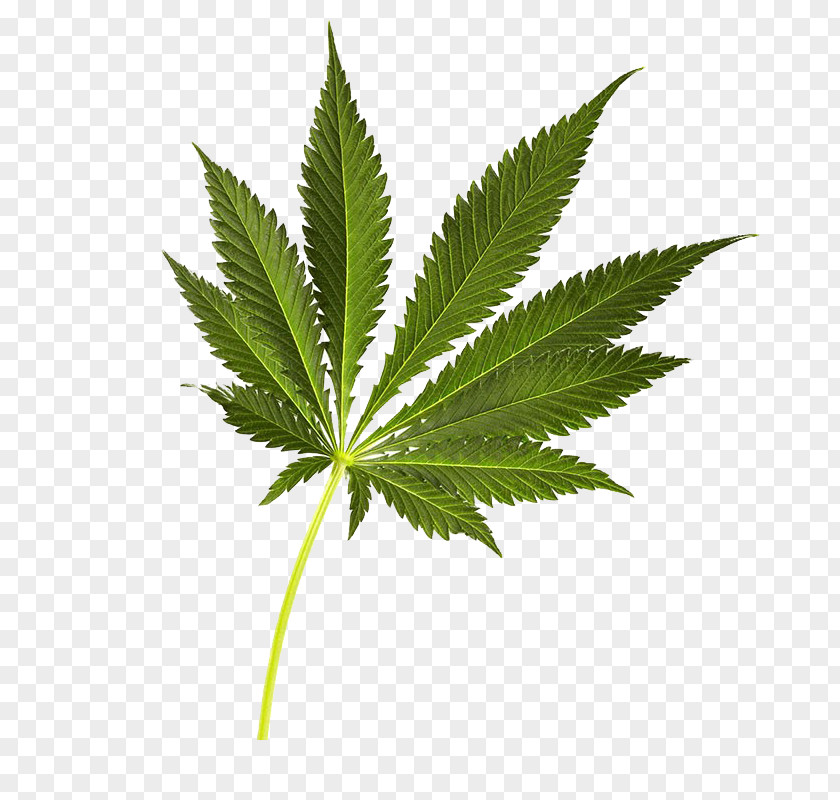 Cannabis Green Leaves Sativa PNG