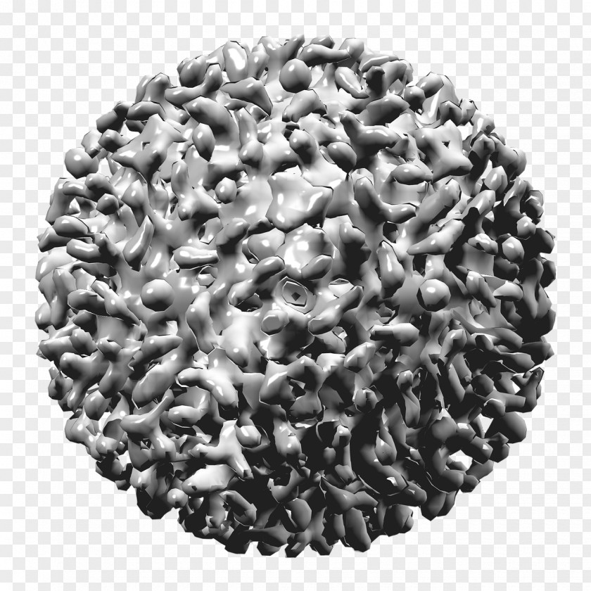 Hepatitis B Virus Viral PNG