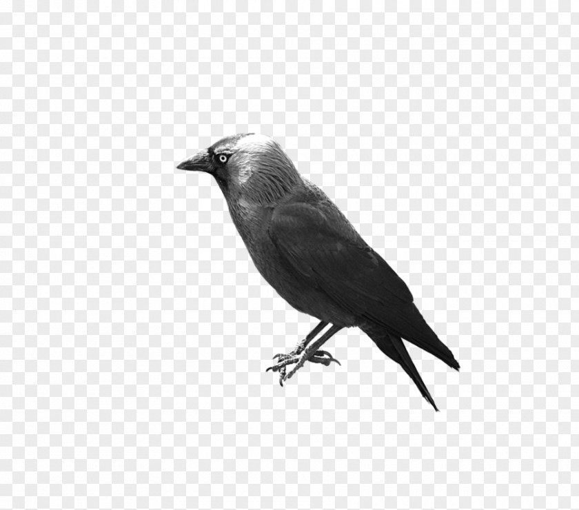 Jackdaw American Crow Rook New Caledonian Zschopau Common Raven PNG