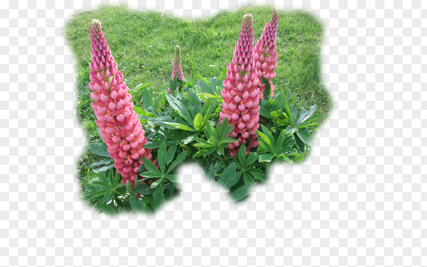 Lupine Lupin Limited PNG