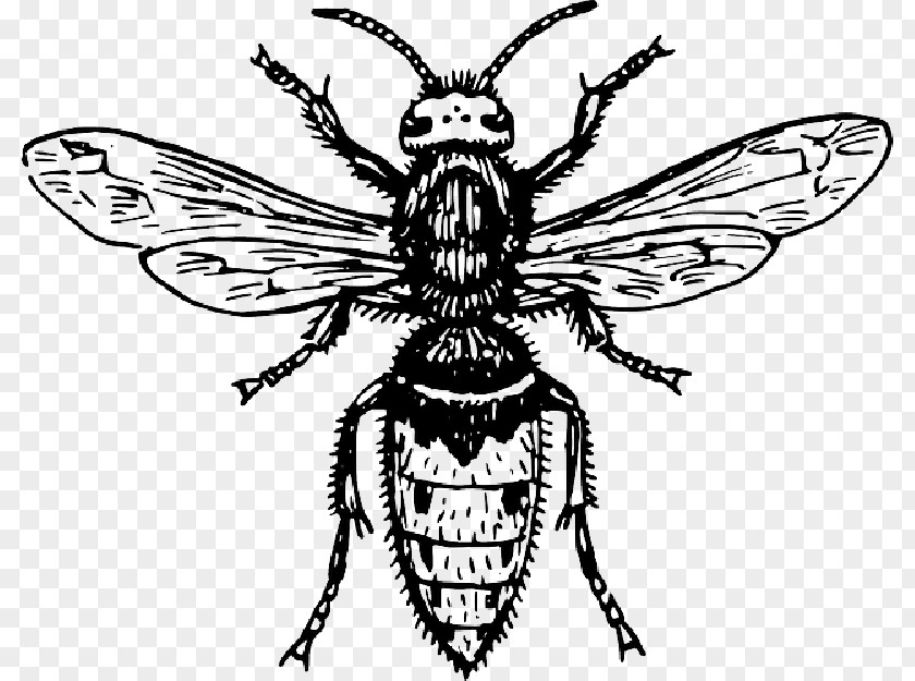 Bees And Wasps Identification Clip Art Openclipart Fly Vector Graphics Insect PNG