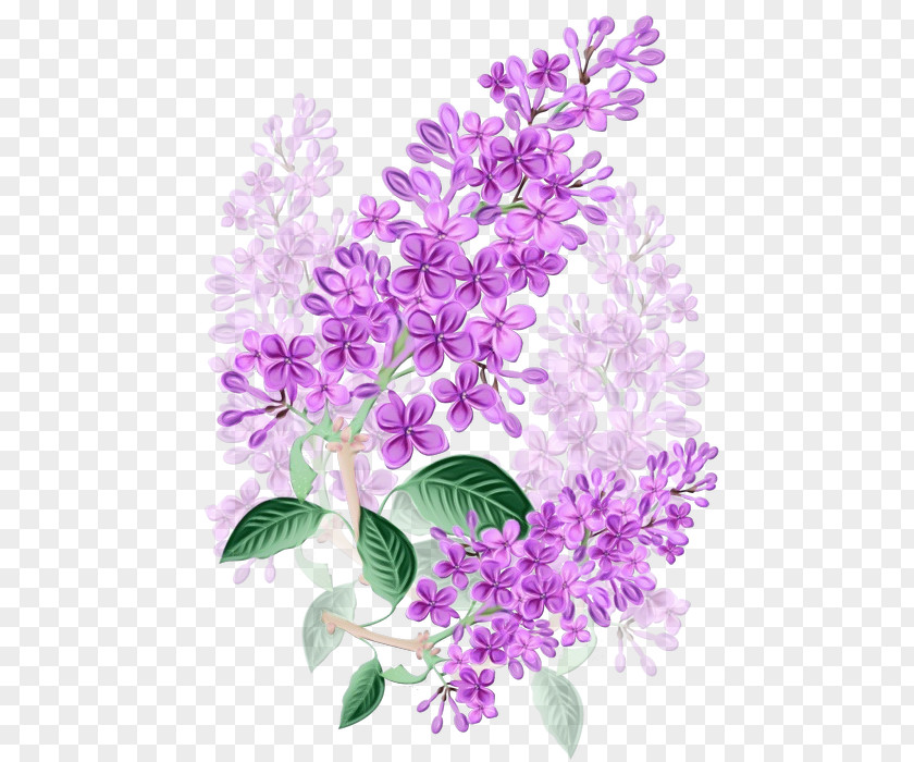 Branch Flowering Plant Lavender PNG