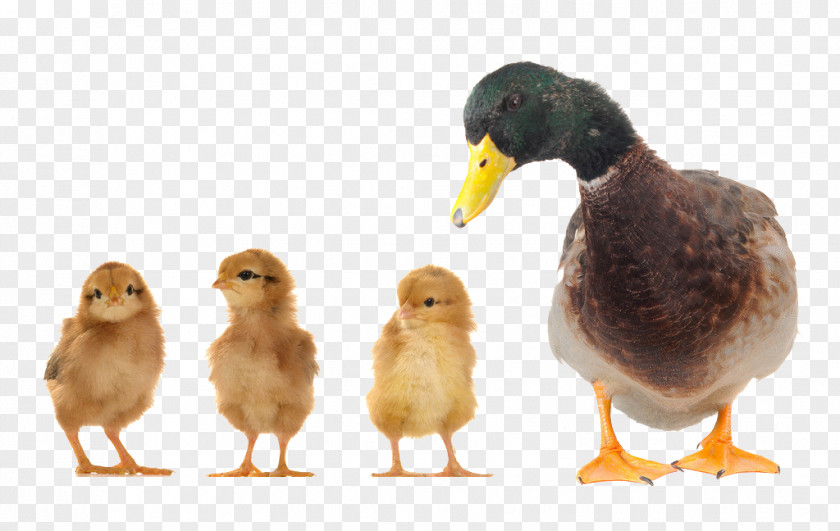 Chick Duckling Orpington Chicken Pekin Bird Hen And Chicks PNG