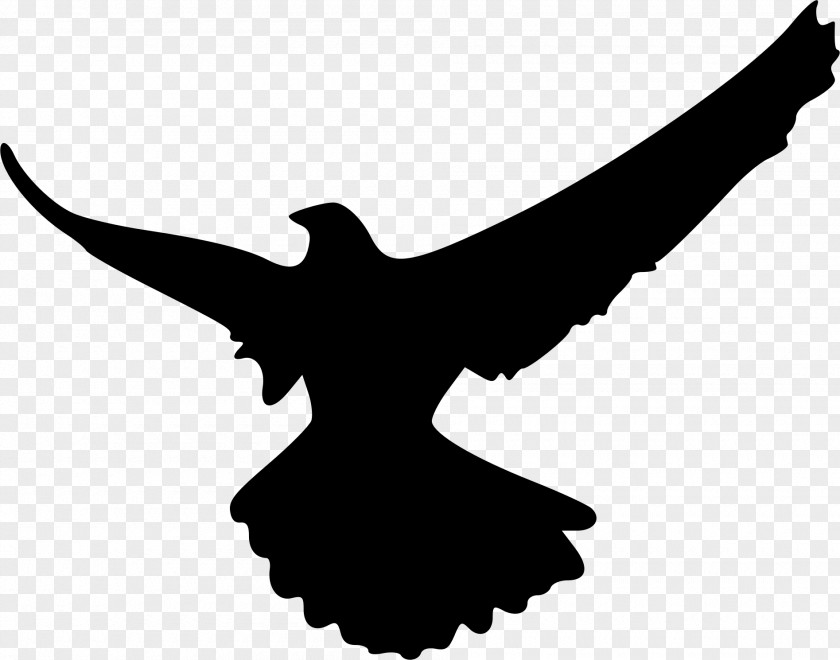 Eagle Falcon Silhouette Bird Clip Art PNG