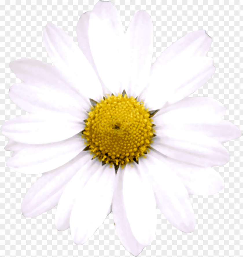 Oxeye Daisy The Twilight Saga Roman Chamomile Flower Blog PNG