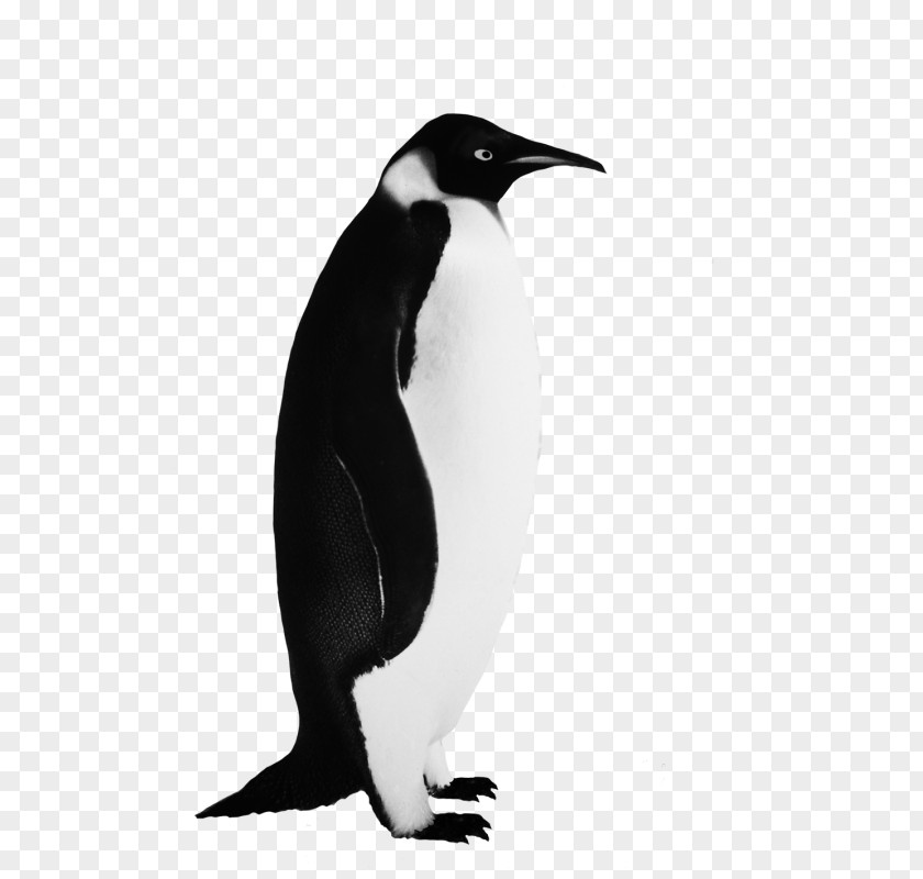 Penguin Clip Art Bird Image PNG