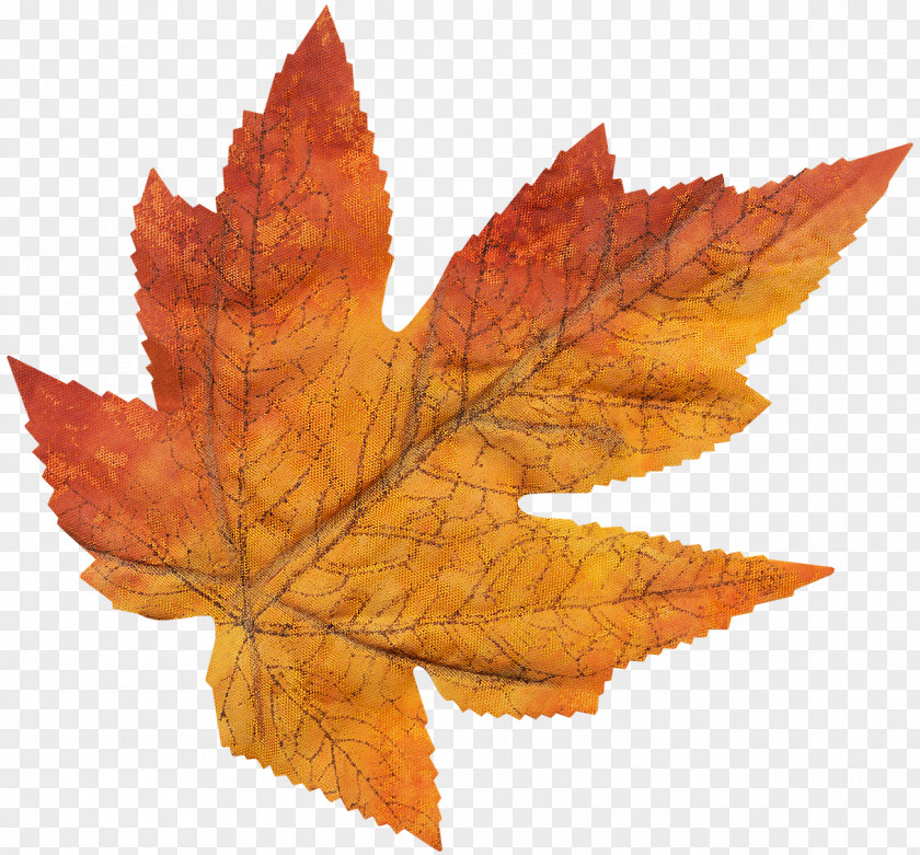 Thanksgiving Maple Leaf Tree PNG