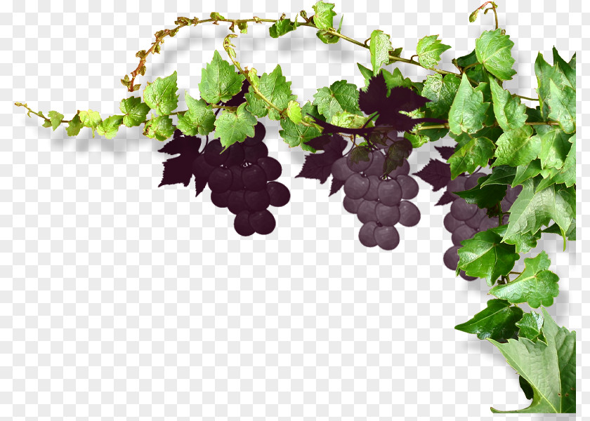 Vines And Grapes Common Grape Vine Wine PNG