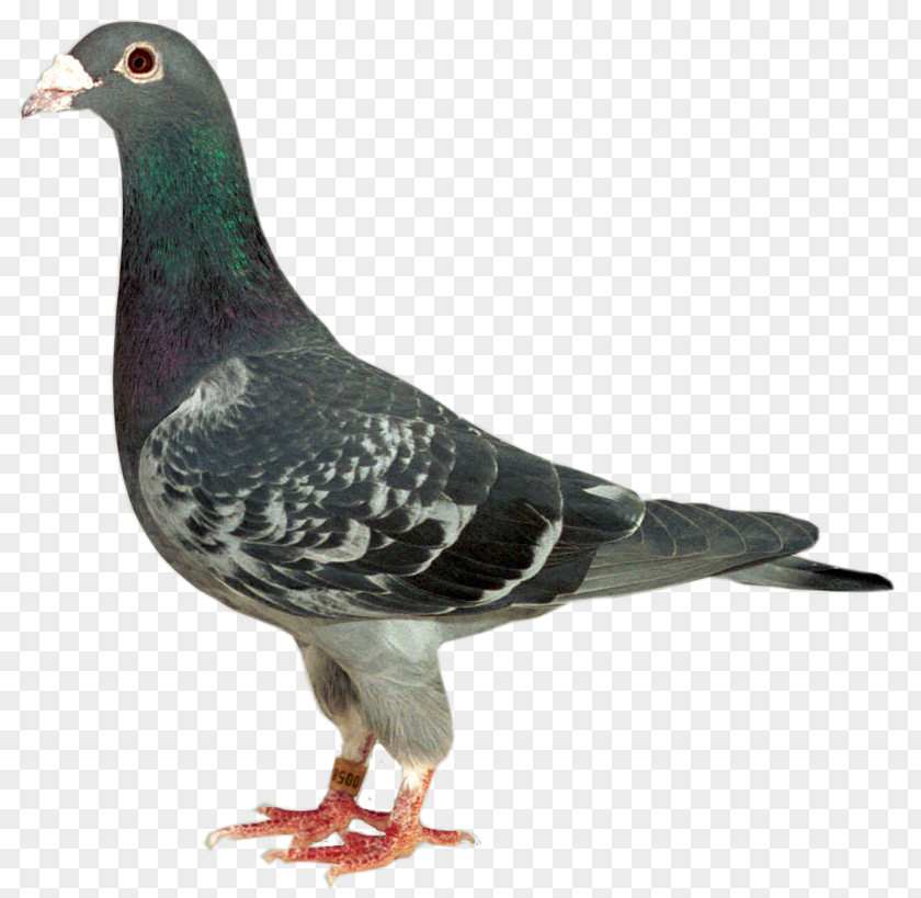 Bird Racing Homer Homing Pigeon Columbidae Stock Dove PNG