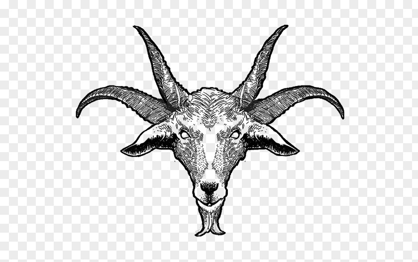 Goat Cattle Horn Skull Wildlife PNG