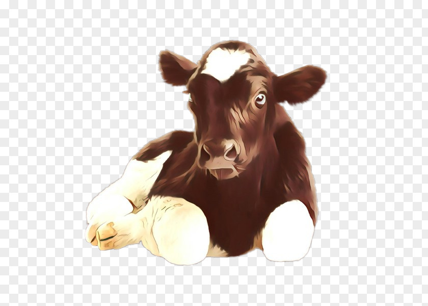 Horn Bull Calf Bovine Dairy Cow Nose Brown PNG