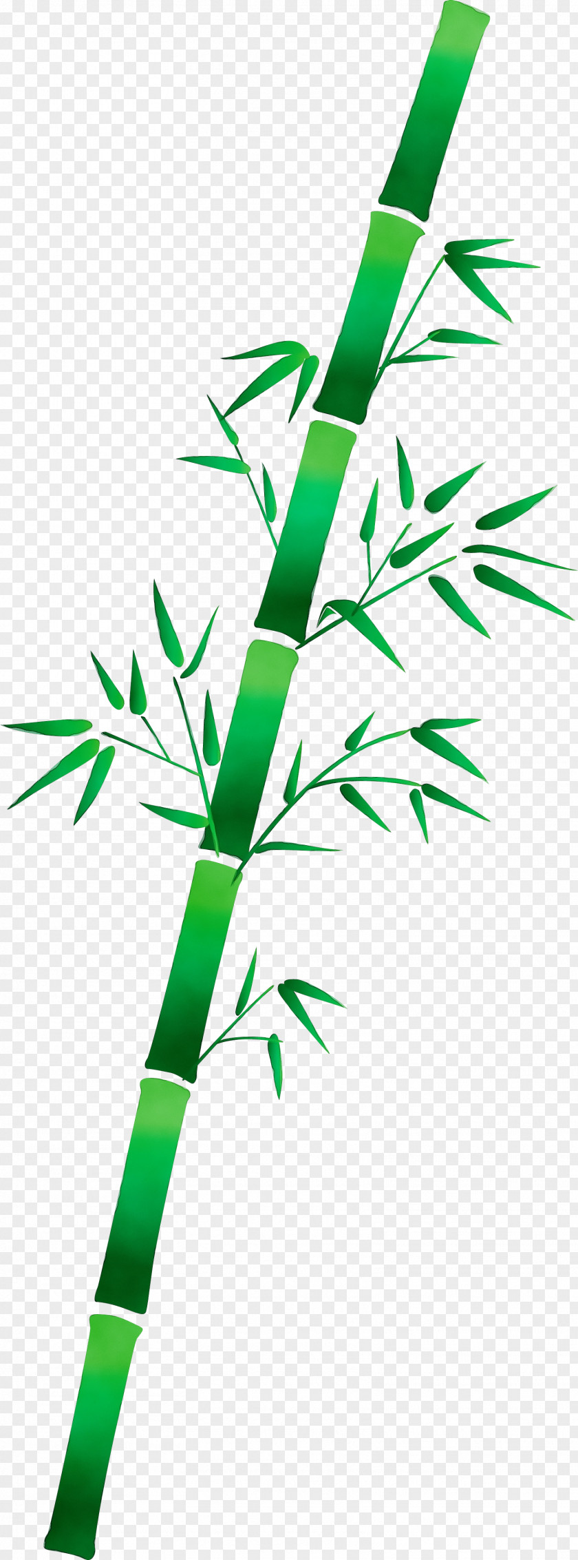 Leaf Green Plant Stem Grass PNG
