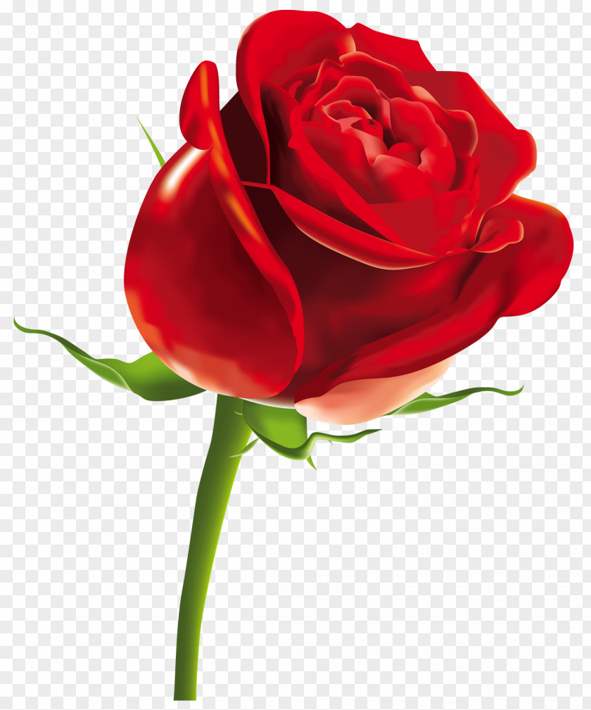 Red Rose Clipart Picture Computer File PNG