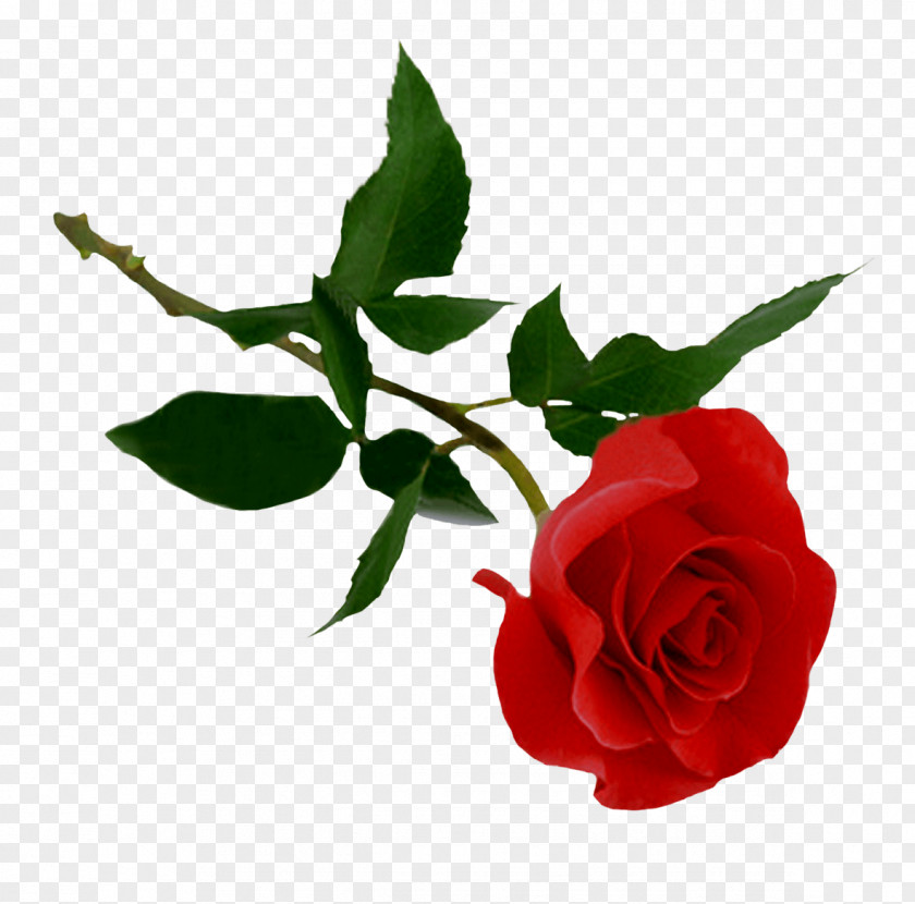 Rose Image Picture Download PNG