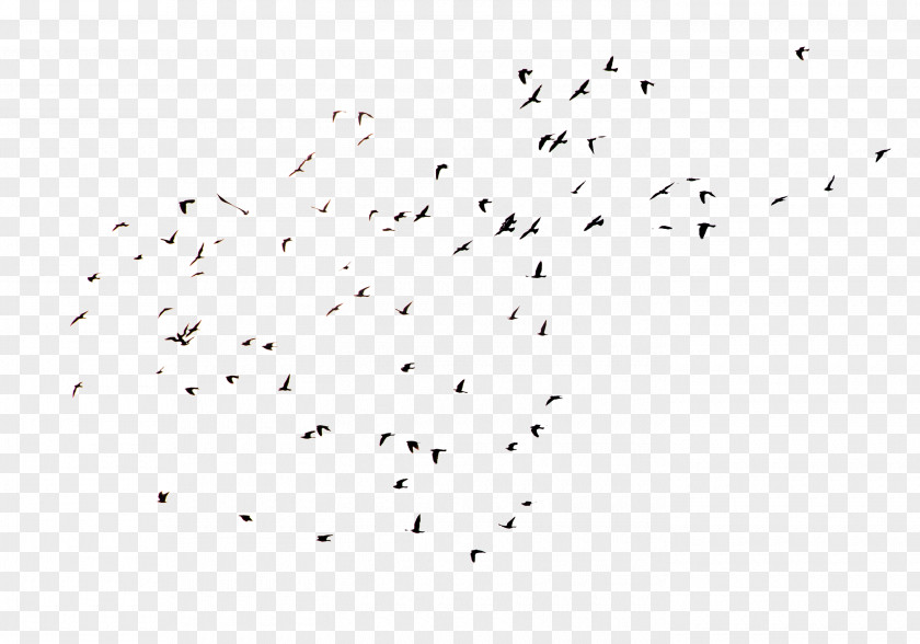 Bird Flock Image Crows PNG