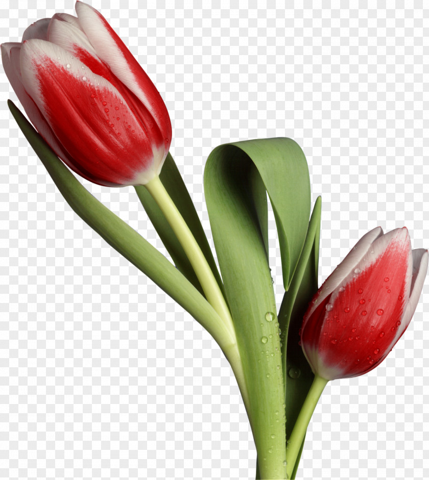 FLORES Flower Tulip Desktop Wallpaper Husband PNG