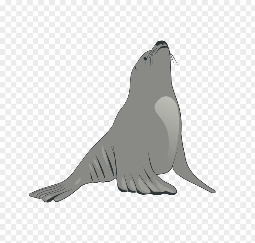 Sea Lions Earless Seal Lion Clip Art PNG