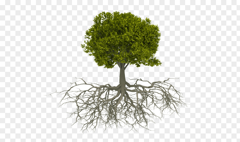 Tree Root Koelreuteria Paniculata Stock Photography Pruning PNG