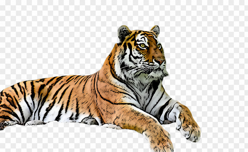 Whiskers Siberian Tiger Wildlife Bengal PNG