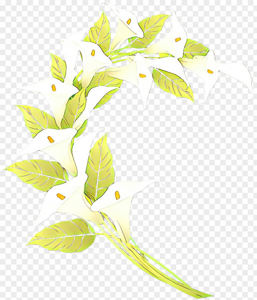 Alismatales Pedicel Floral Flower Background PNG
