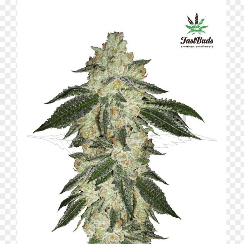 Cannabis Autoflowering Ruderalis Marijuana Seed Sativa PNG