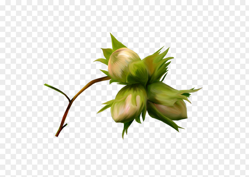 Flower Auglis Fruit Nut PNG